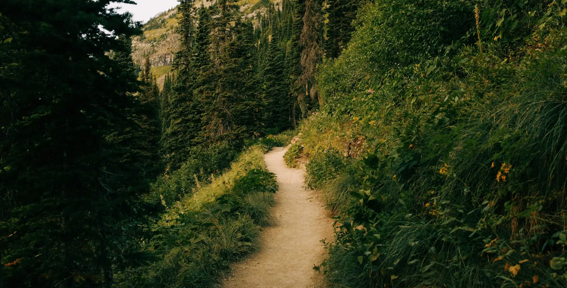 A narrow dirt trail winding through evergreen trees and wildflowers on a mountainside